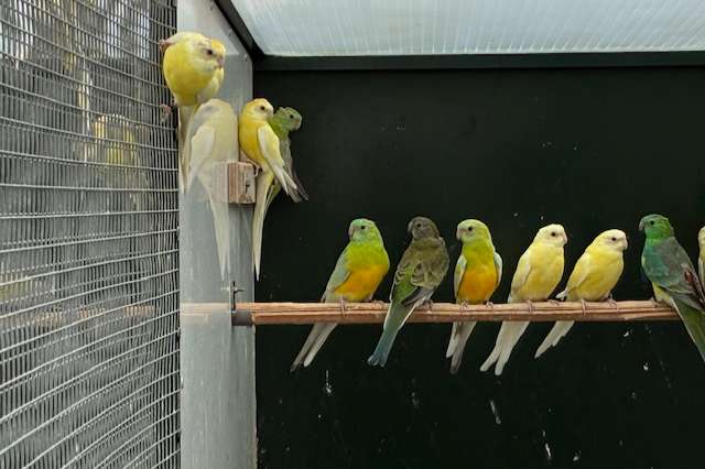 roodrug parkieten in verschillende kleurslagen.