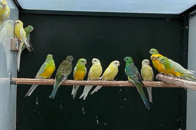 roodrug parkieten in verschillende kleurslagen.