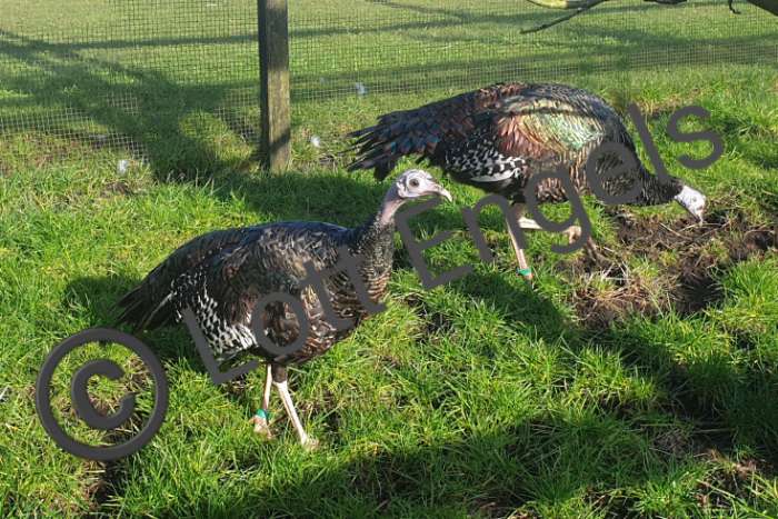 pauwkalkoen/honduraskalkoen/meleagris ocellata/