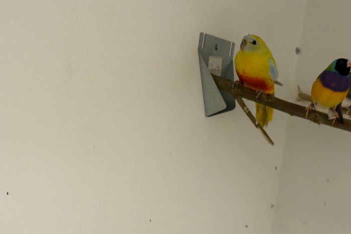 turquoisine pop opaline roodbuik 2025