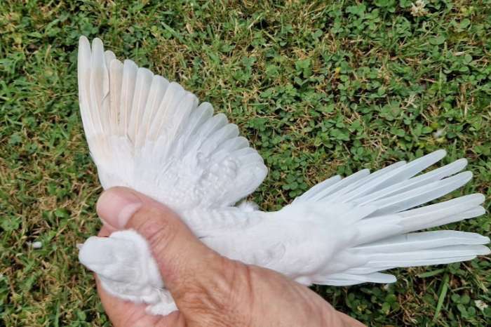 diamantduif mutaties