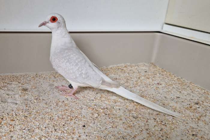 diamantduif mutaties