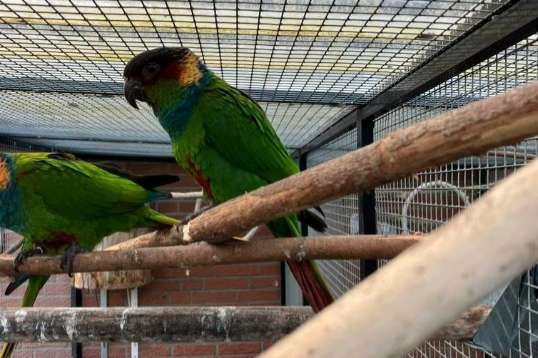 pyrrhura cruentata 1-0, man eigen kweek 2025 (april)