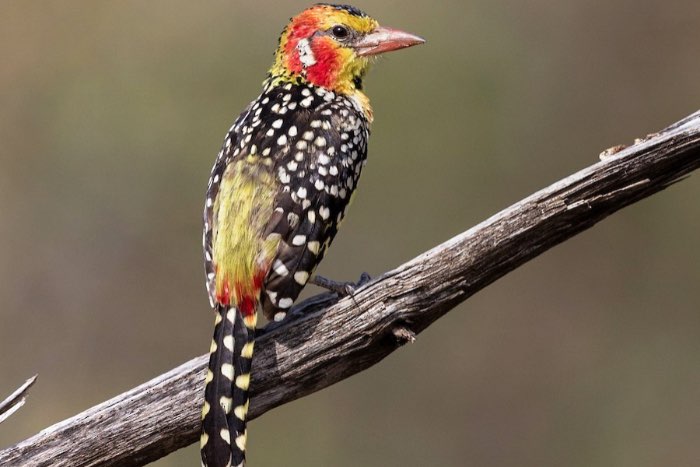 1-0 vuurkruin baardvogel (trachyphonus erythrocephalus)