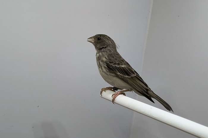 koppel witstuit edelzanger