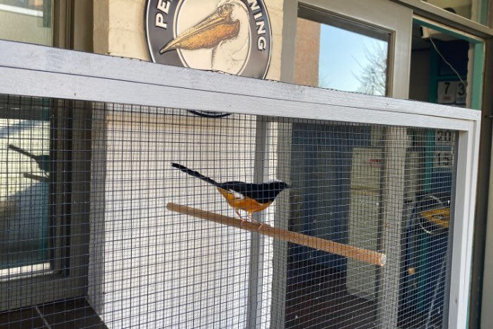 witkruin schamalijster man