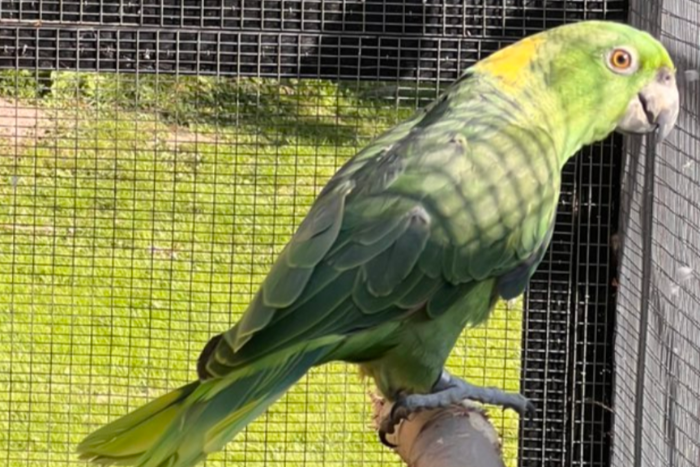 amazona auropalliata