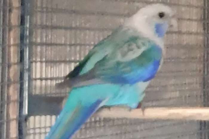 kwman blauwpastel/ zwart rosella