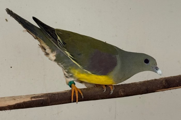 2-0 waalia duif (treron waalia)