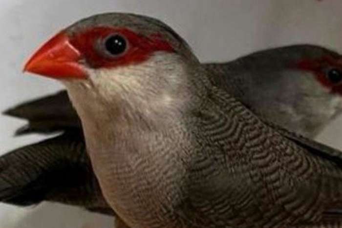 sint helena fazantjes