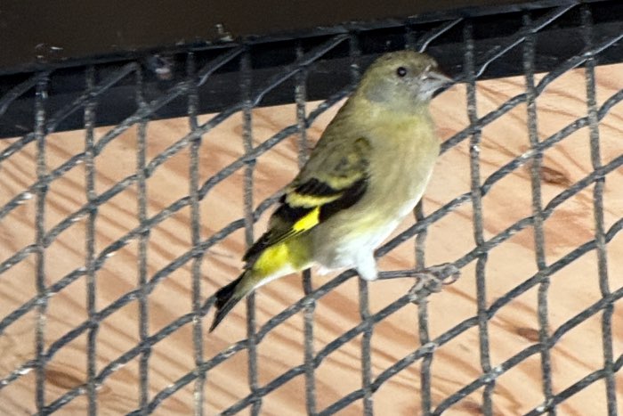 zwartkopsijzen wegens stoppen soort