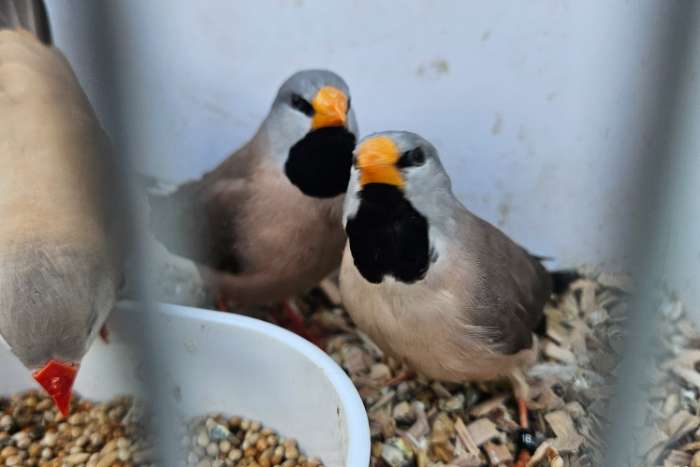 geelsnavel spitsstaart amadines