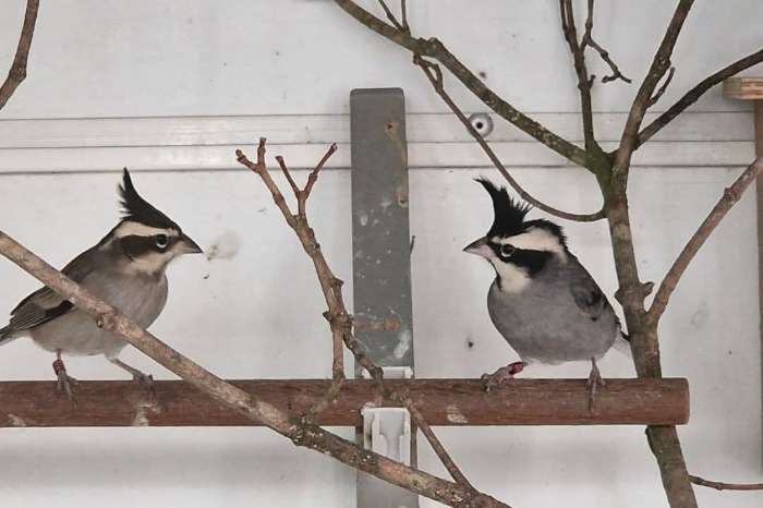 1.1 boliviaanse kuifkardinalen