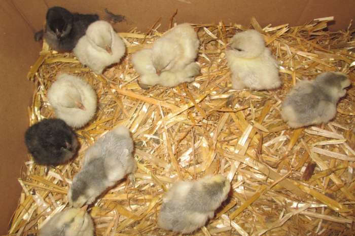 kuikentjes van de baardkrielen