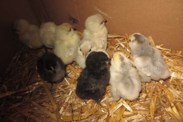 kuikentjes van de baardkrielen