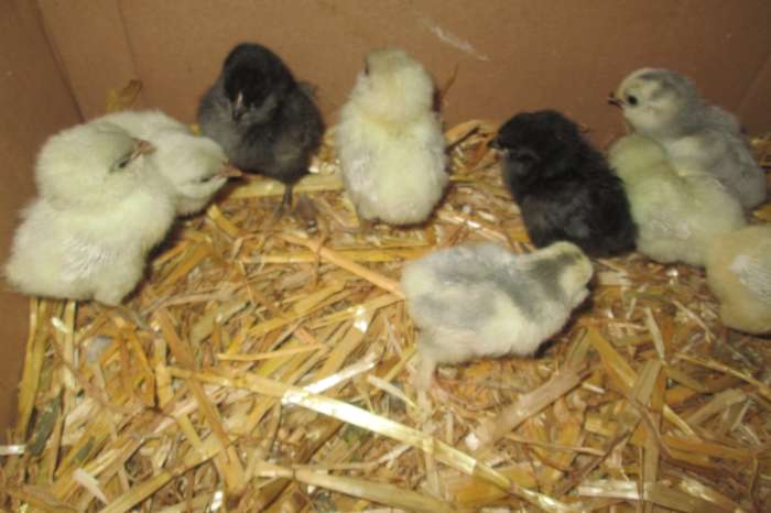 kuikentjes van de baardkrielen