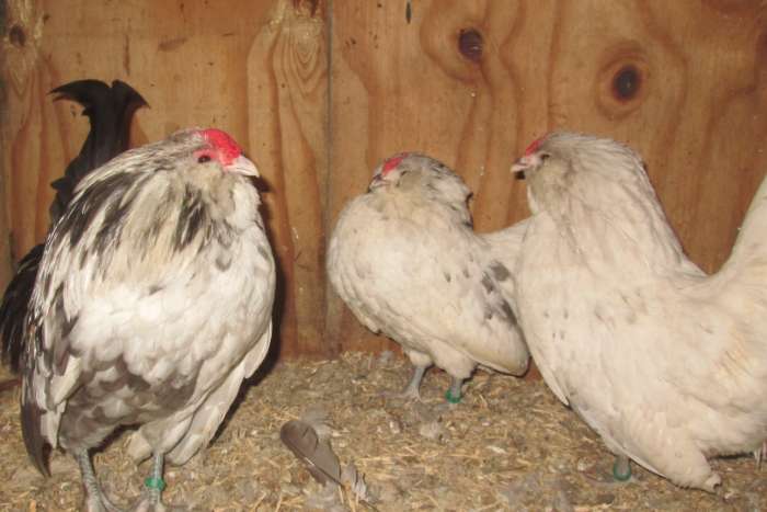 antwerpse baardkrielen