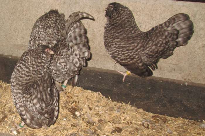 antwerpse baardkrielen