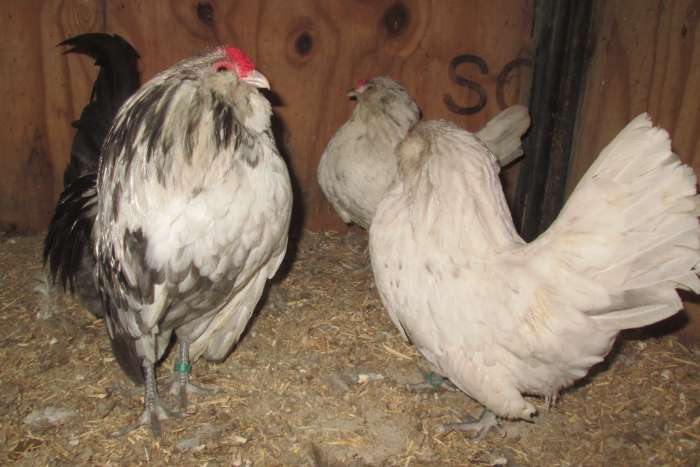 antwerpse baardkrielen