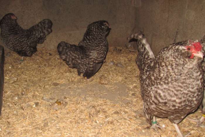 antwerpse baardkrielen