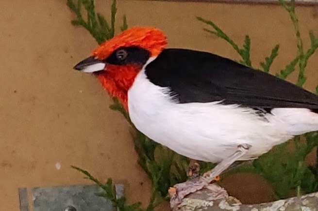 paroaria nigrogenis.