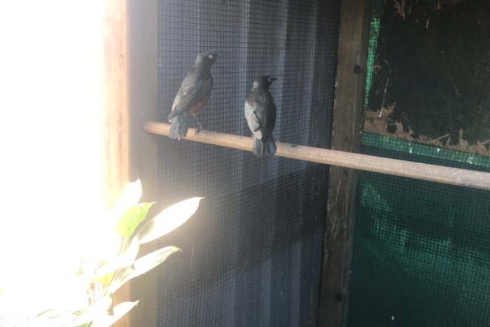 roodbuik glansspreeuwen 2022 lamprotornis pulcher