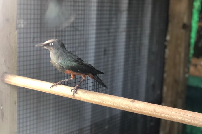 roodbuik glansspreeuwen 2022 lamprotornis pulcher