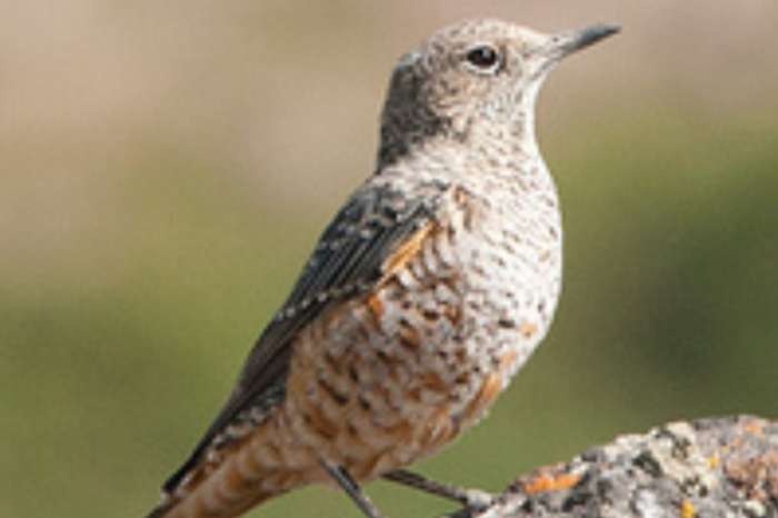 rode rotslijster pop