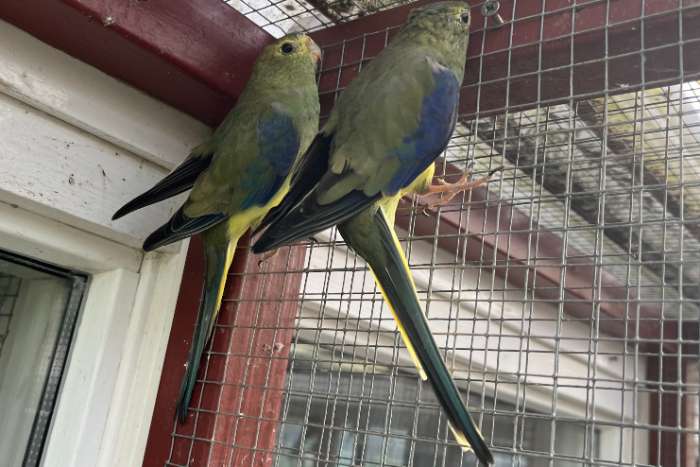 blauwvleugel parkiet poppen