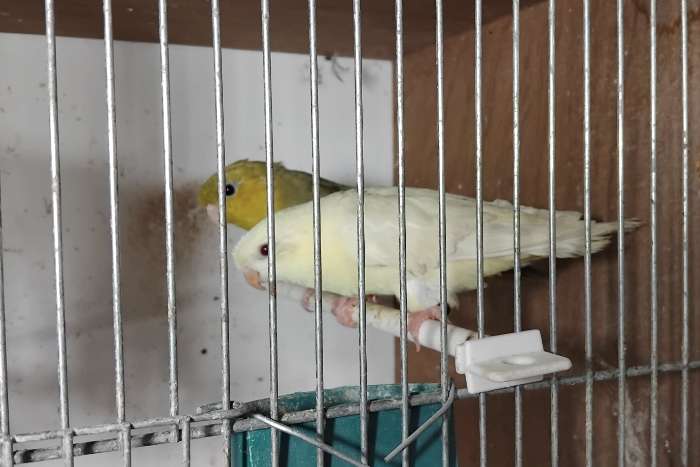 5 koppels catharina´s wegens stopzetting