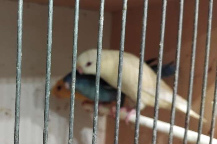 5 koppels catharina´s wegens stopzetting