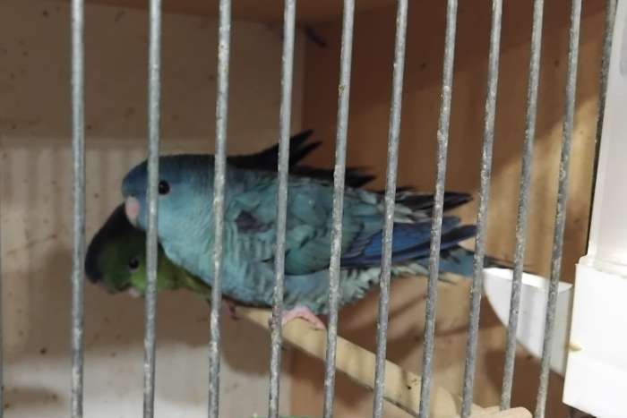 5 koppels catharina´s wegens stopzetting