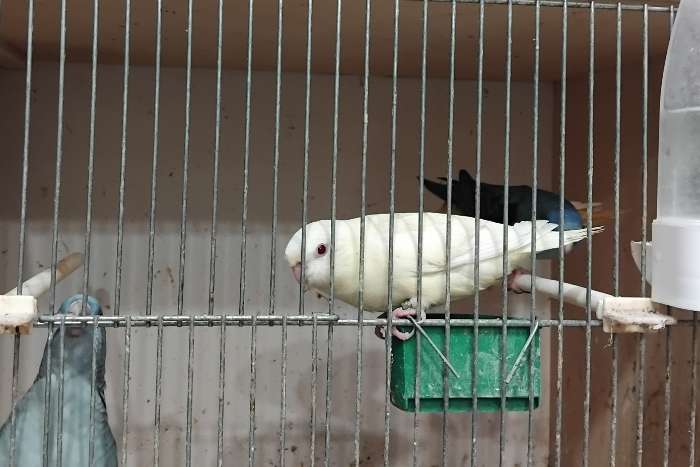 5 koppels catharina´s wegens stopzetting