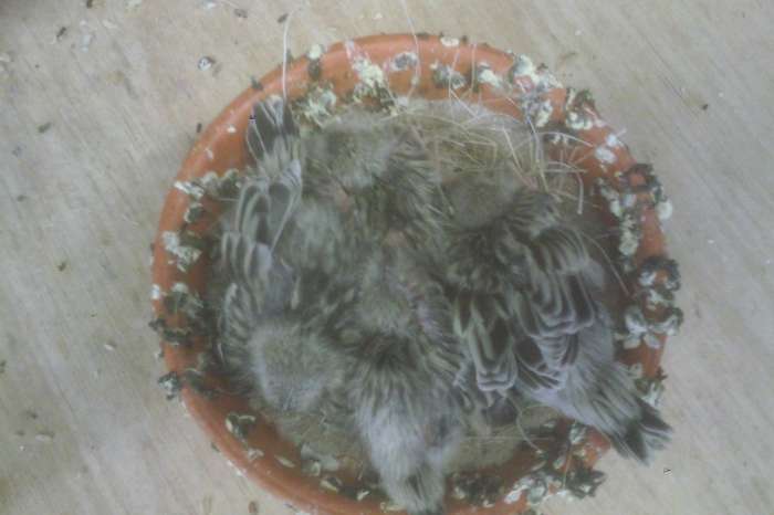 goede bevruchting en volle nesten