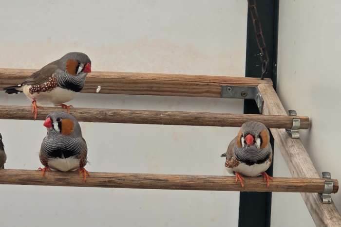 10 zebravinken in 1 koop