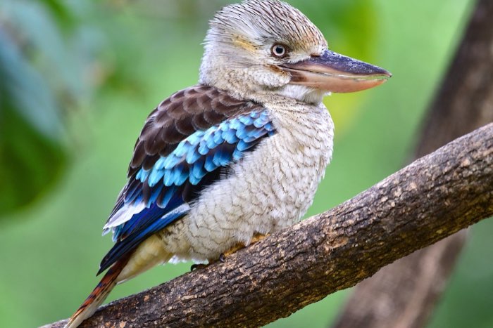 2-3 blauwvleugel kookaburra (dacelo leachii)
