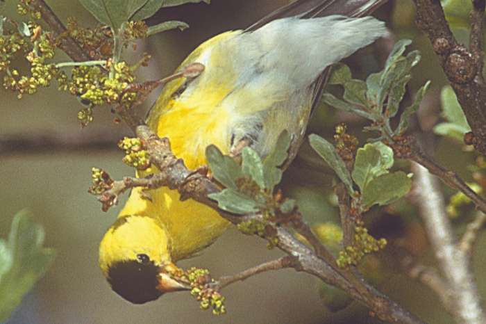 treursijsman te koop of ruilen voor pop