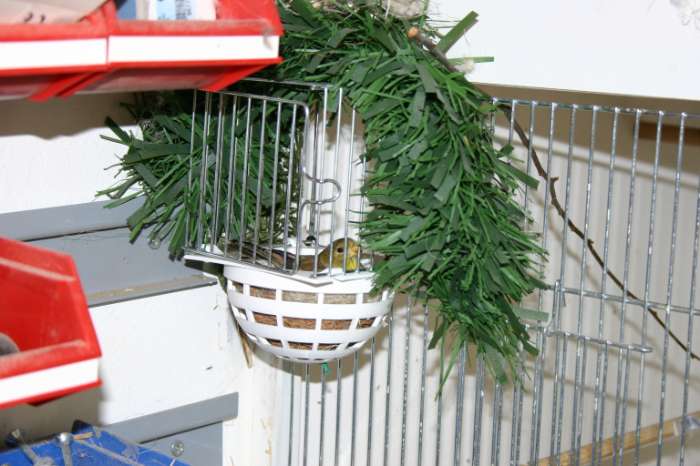 treursijsman te koop of ruilen voor pop