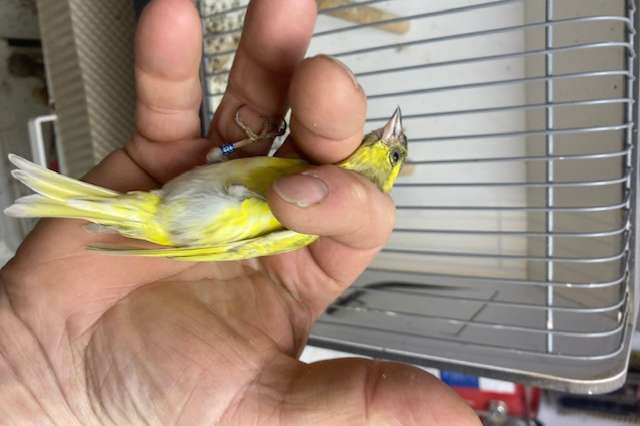 europese sijsman tsjechisch geel/silice