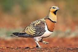 witbuikzandhoender haan