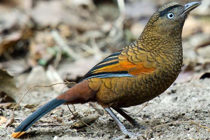 trochalopteron squamatus