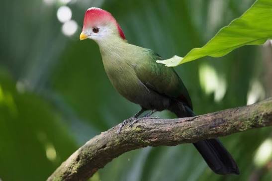 diverse toerako’s - different turaco’s