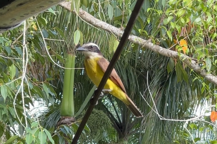 pitangus sulphuratus grote kiskadee