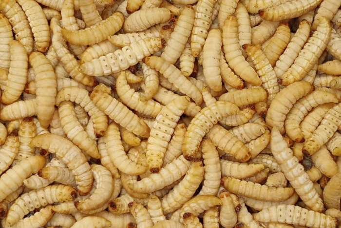 promo full box diepvries insecten / frozen insects !!!