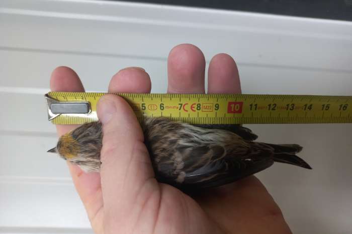 grote forse noordse barmsijs 14cm