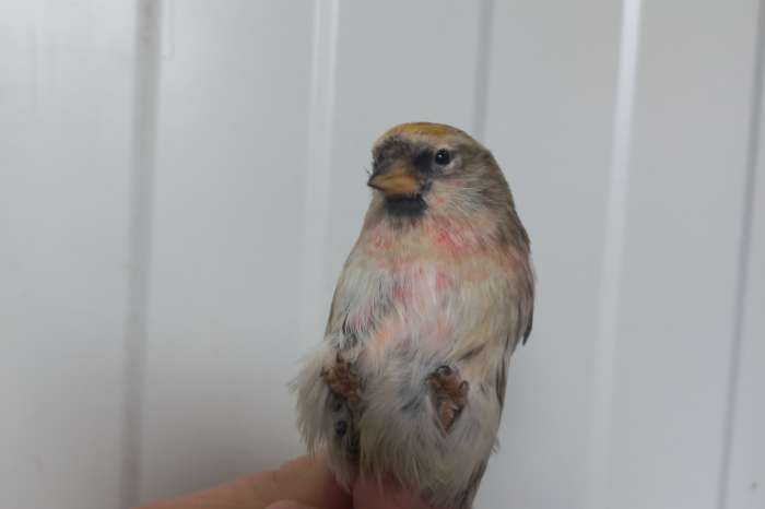 grote forse noordse barmsijs 14cm