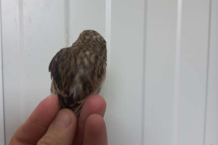 grote forse noordse barmsijs 14cm