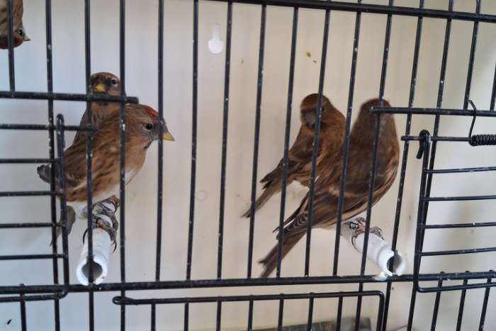 barmsijzen cabaret wk