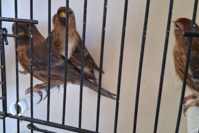 barmsijzen cabaret wk