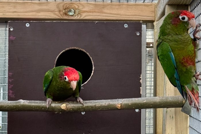 pyrrhura rhodocephala